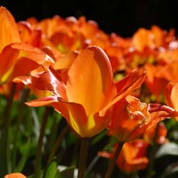 Tulip Fosteriana 'Orange Emperor'